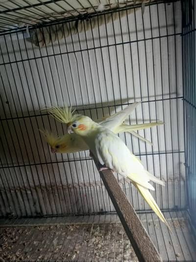 female cocktails