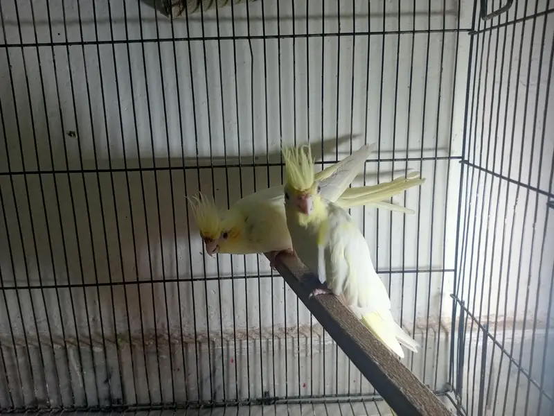 female cocktails — photo 2