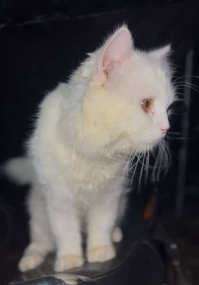 Persian cat male