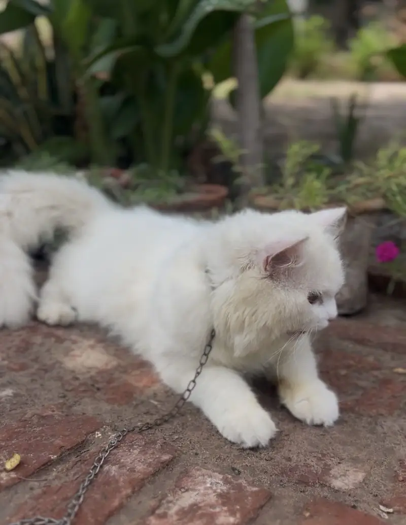 Persian cat male — photo 2