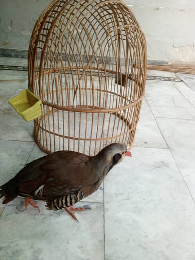 Chakor