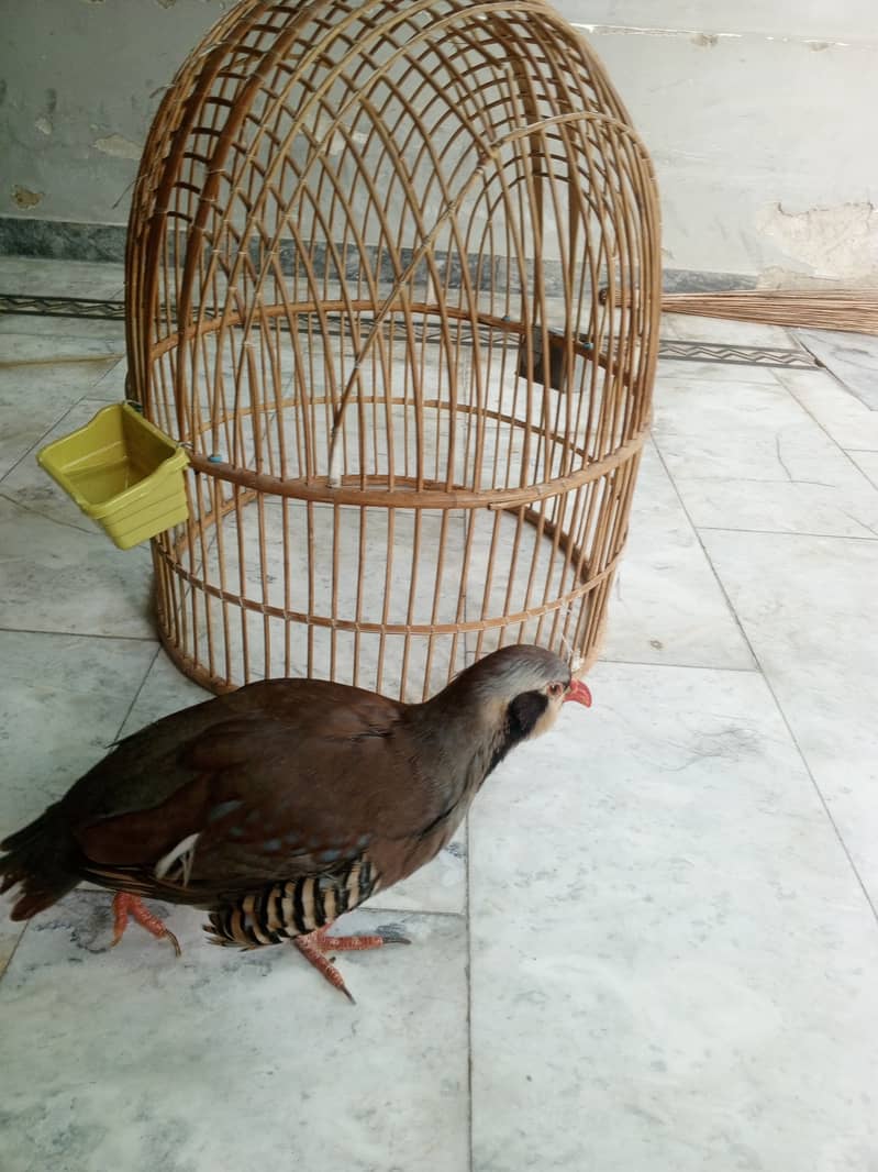 Chakor 0