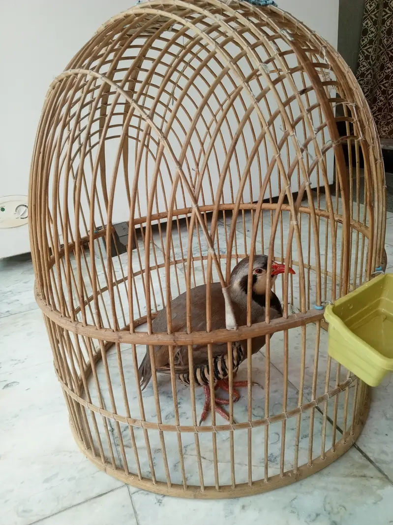 Chakor — photo 2