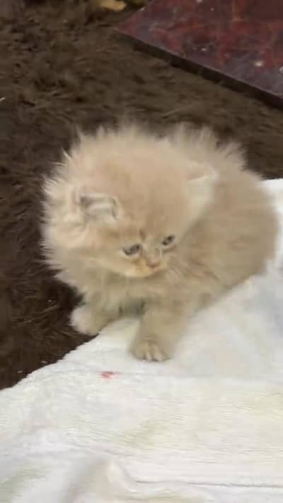 Persian kittens triple coat punch face 03444272486 WhatsApp