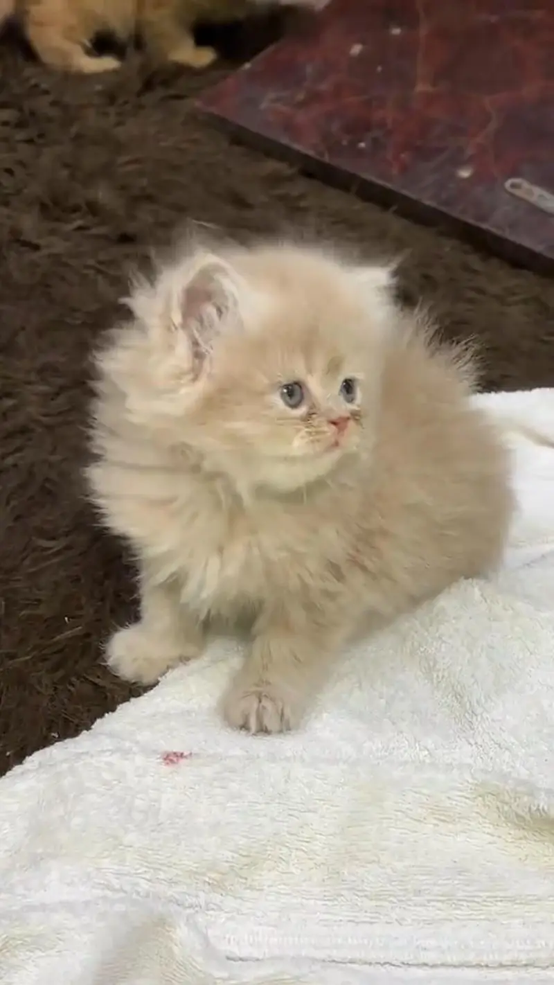 Persian kittens triple coat punch face 03444272486 WhatsApp — photo 2