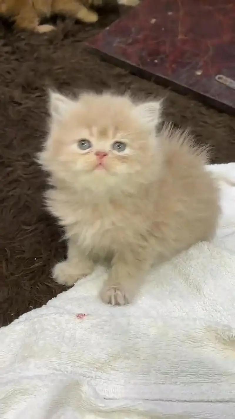 Persian kittens triple coat punch face 03444272486 WhatsApp — photo 3