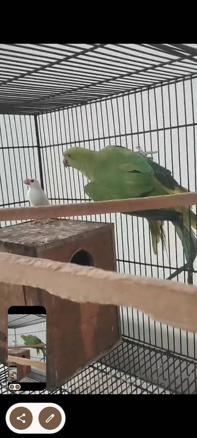 Green parrot Breeder pair for sale