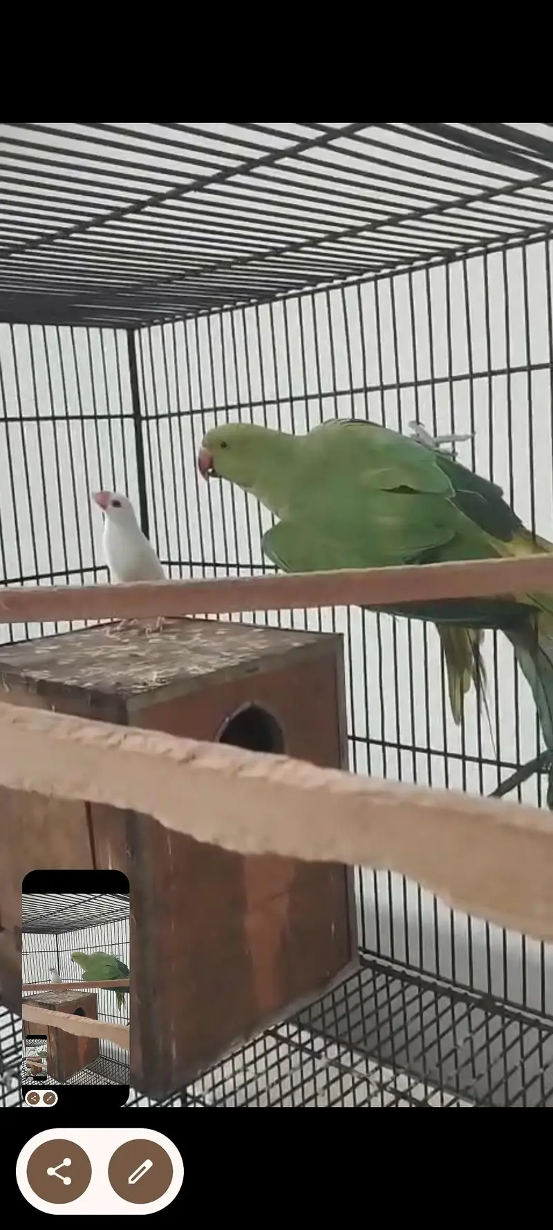 Green parrot Breeder pair for sale — photo 2