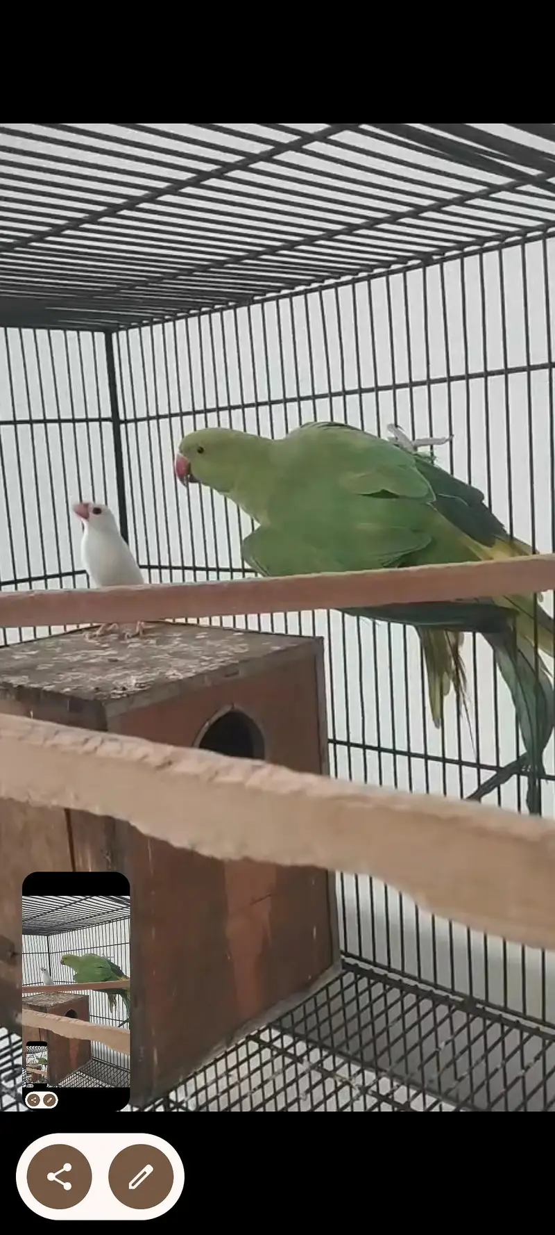 Green parrot Breeder pair for sale — photo 3