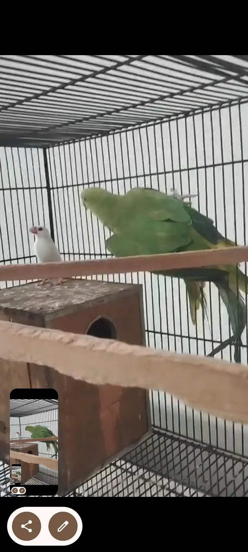 Green parrot Breeder pair for sale — photo 4