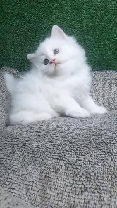 Persian kittens triple coat punch face 03444272486 WhatsApp