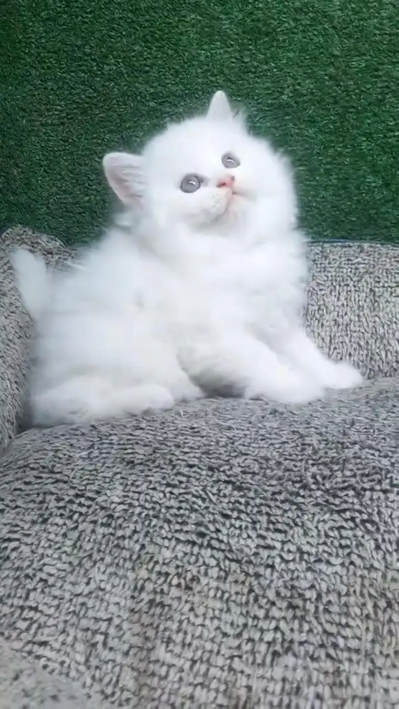 Persian kittens triple coat punch face 03444272486 WhatsApp — photo 2