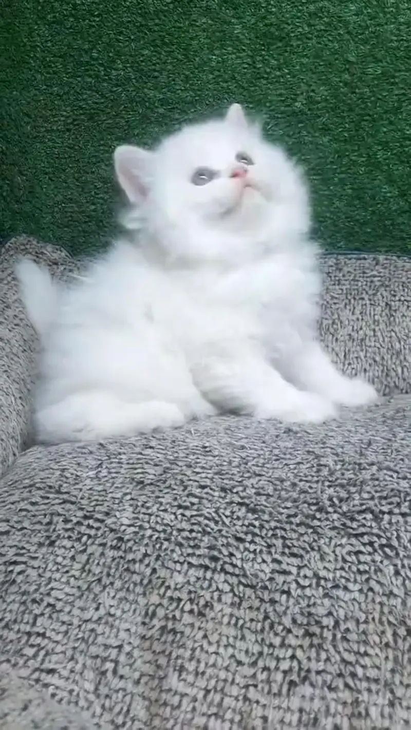 Persian kittens triple coat punch face 03444272486 WhatsApp — photo 3