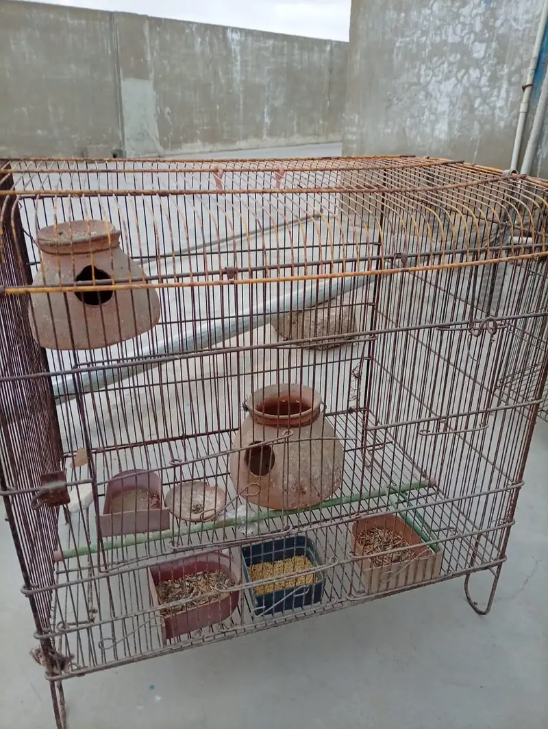Birds cages 3 cages — photo 3
