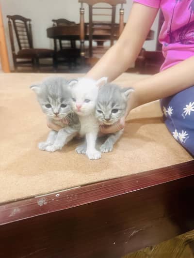 Persian Kittens