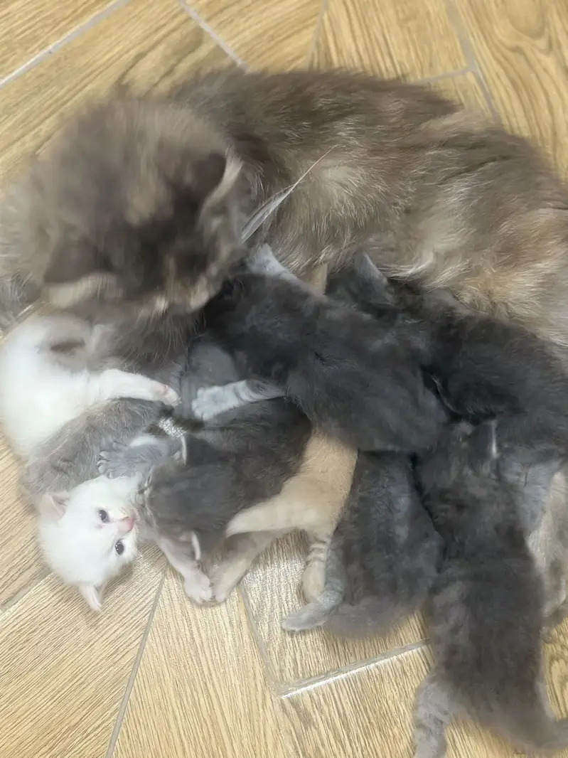 Persian Kittens — photo 2