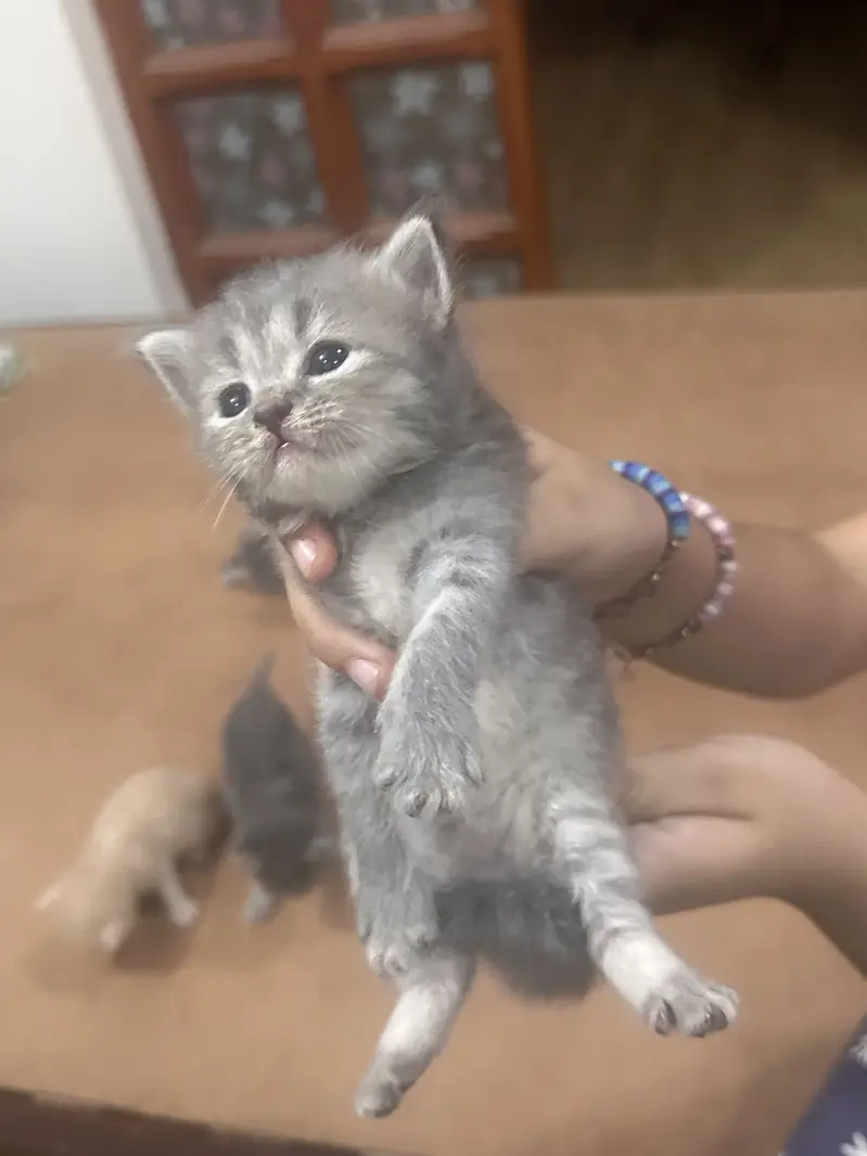 Persian Kittens — photo 3