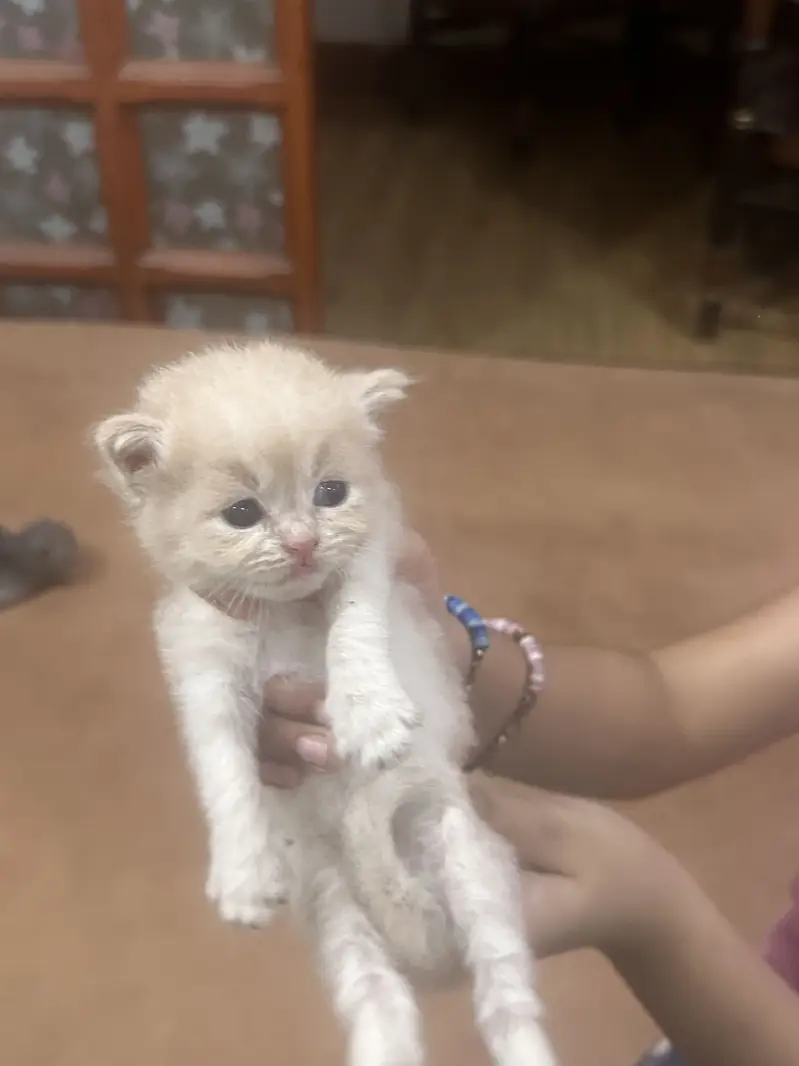 Persian Kittens — photo 4