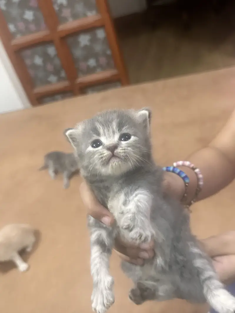Persian Kittens — photo 5