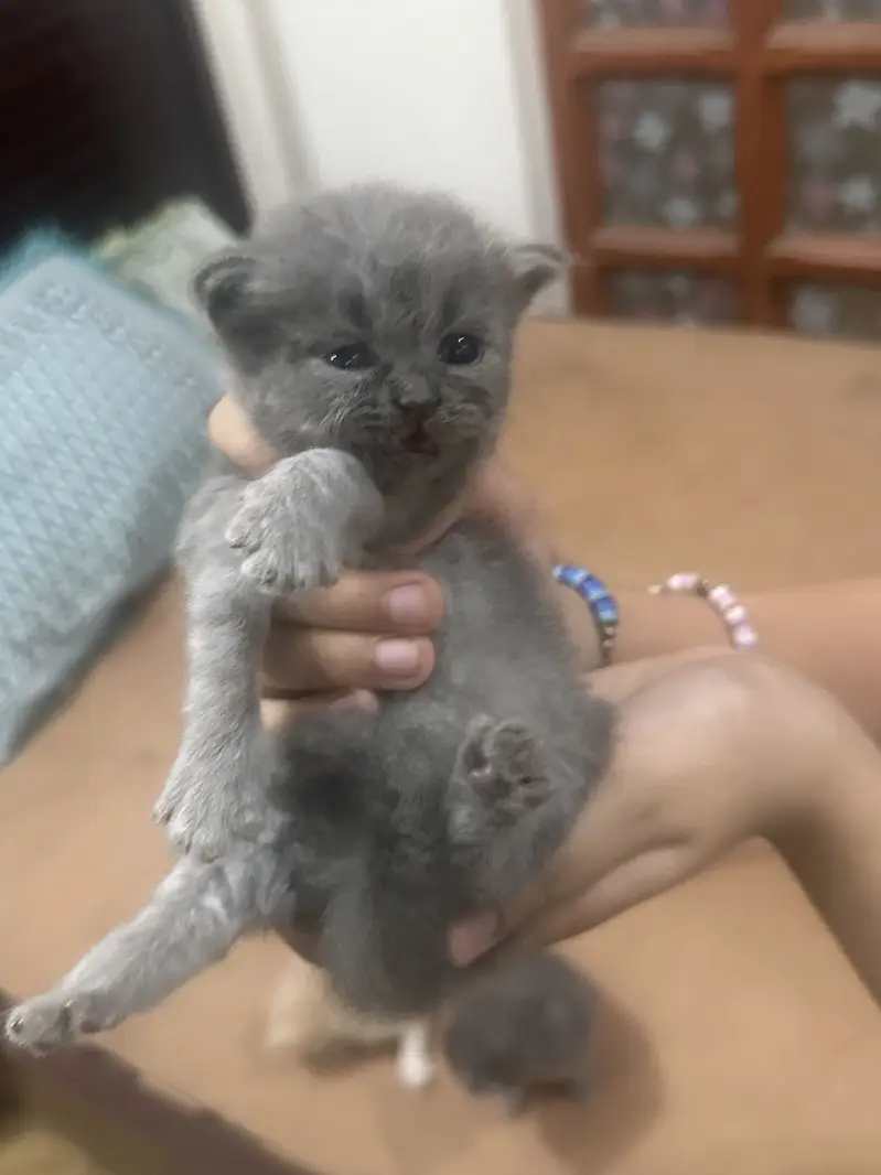 Persian Kittens — photo 6
