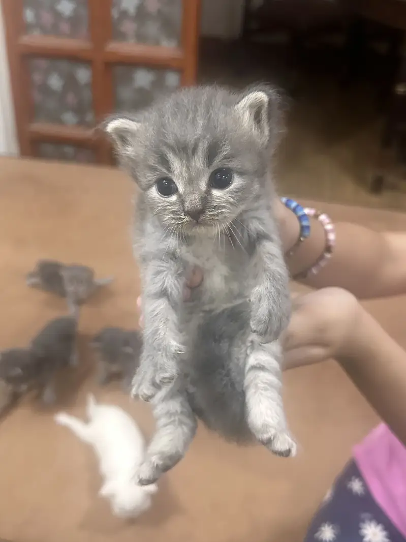 Persian Kittens — photo 7