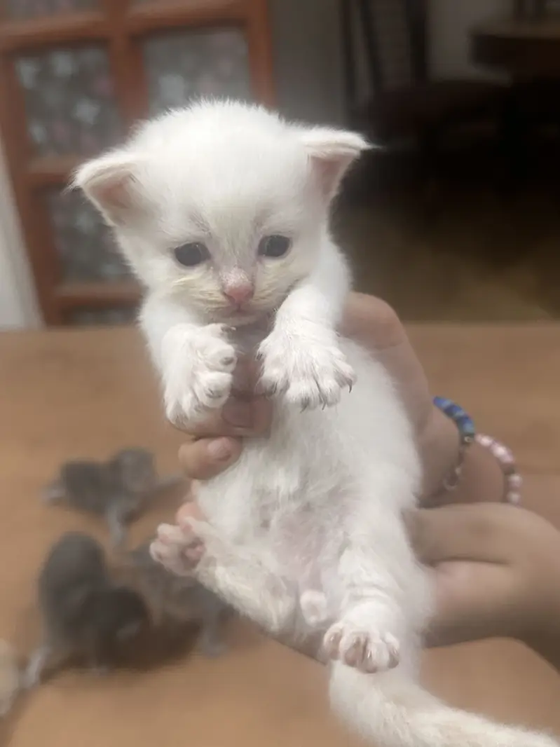 Persian Kittens — photo 8