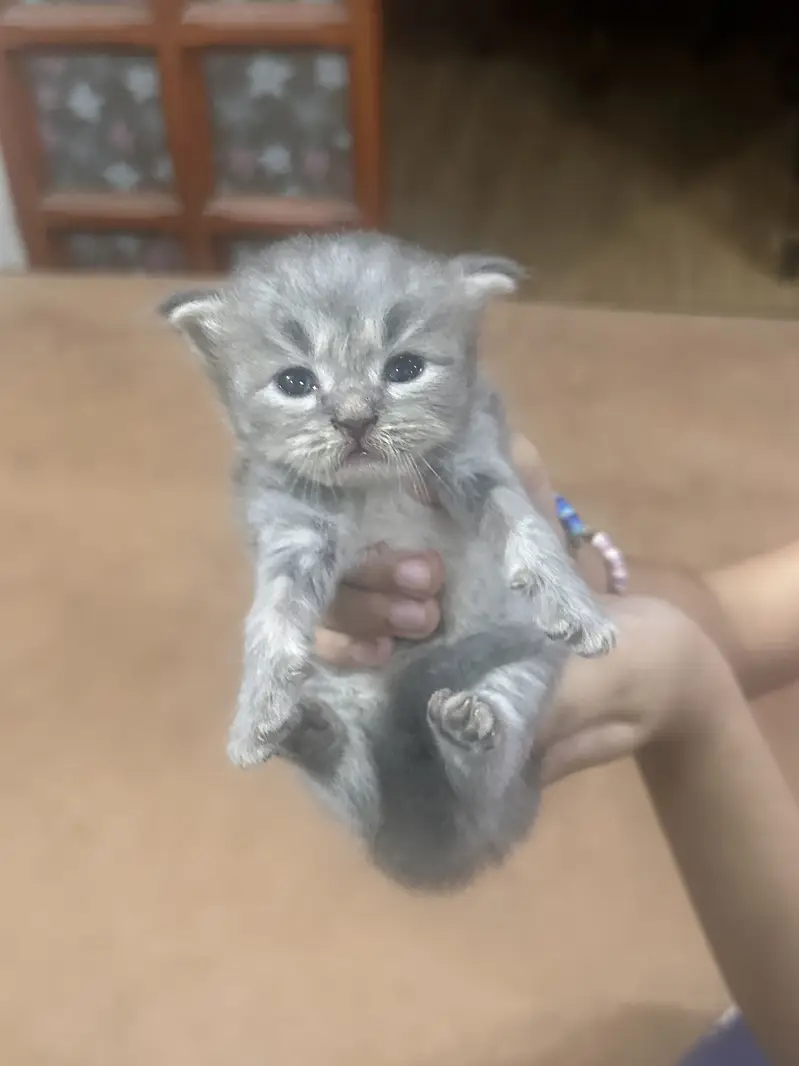 Persian Kittens — photo 9