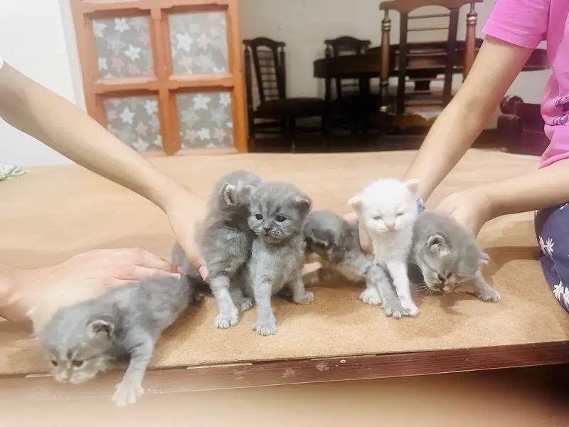 Persian Kittens — photo 10