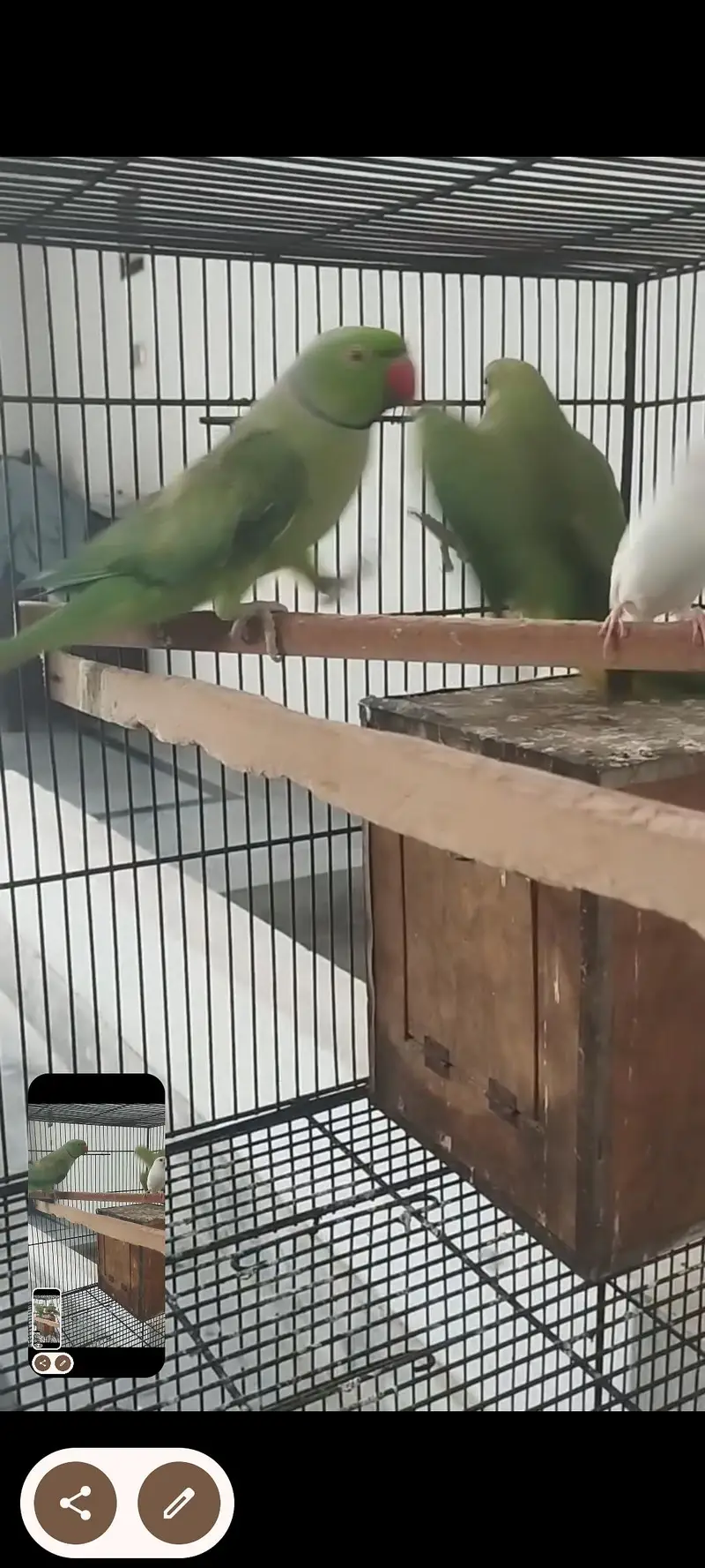 Green parrot Breeder pair for sale — photo 5