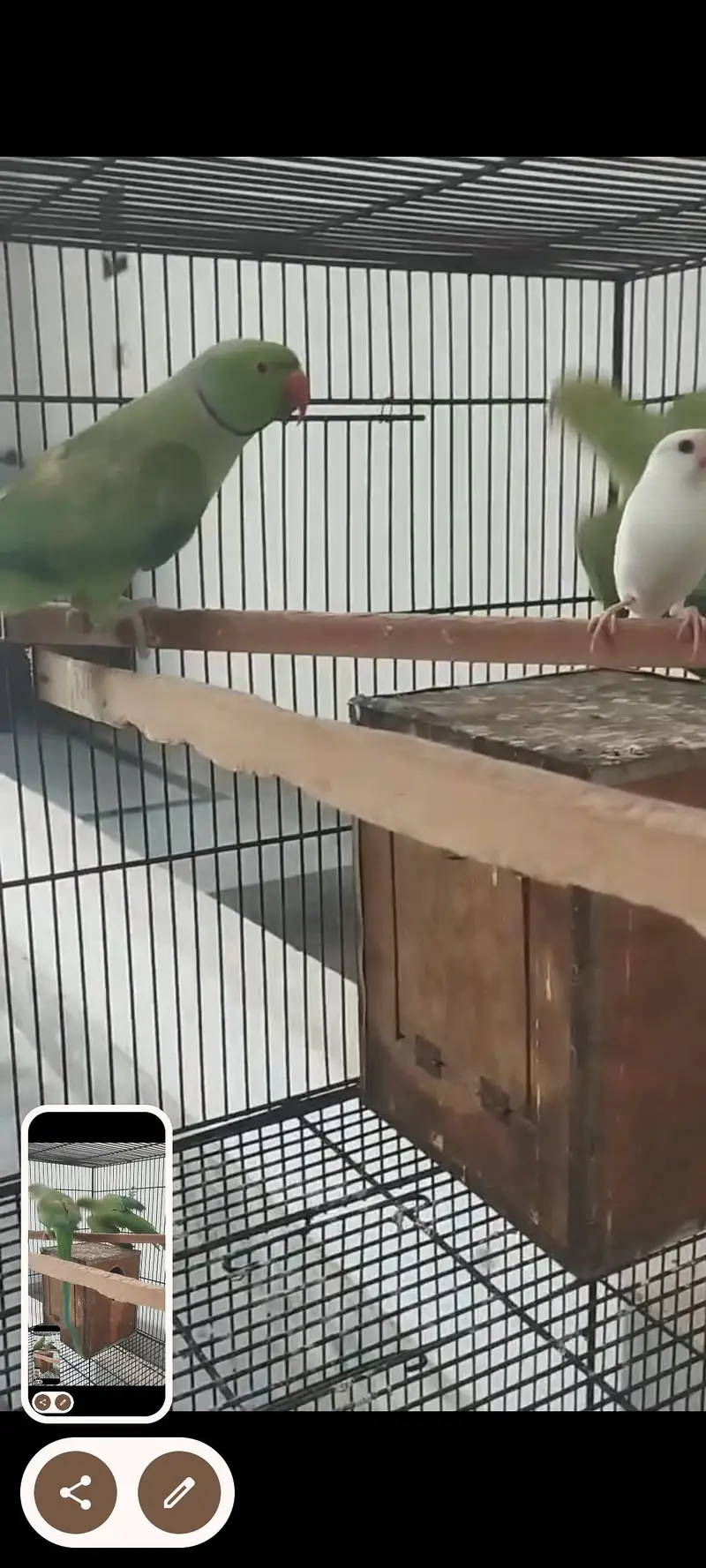Green parrot Breeder pair for sale — photo 6