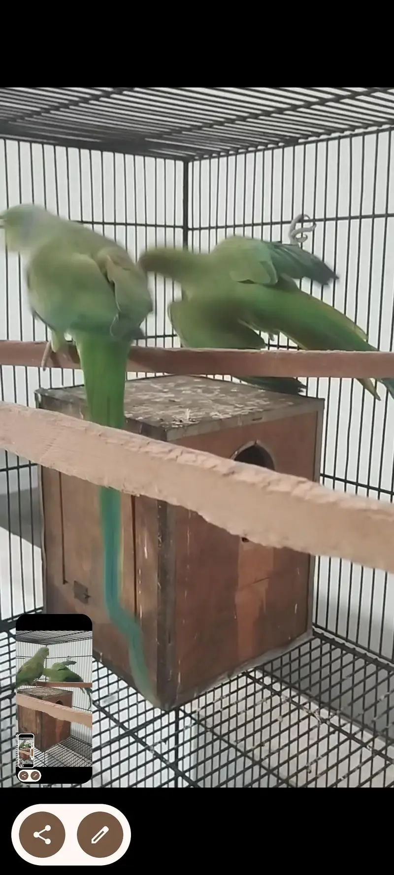Green parrot Breeder pair for sale — photo 7