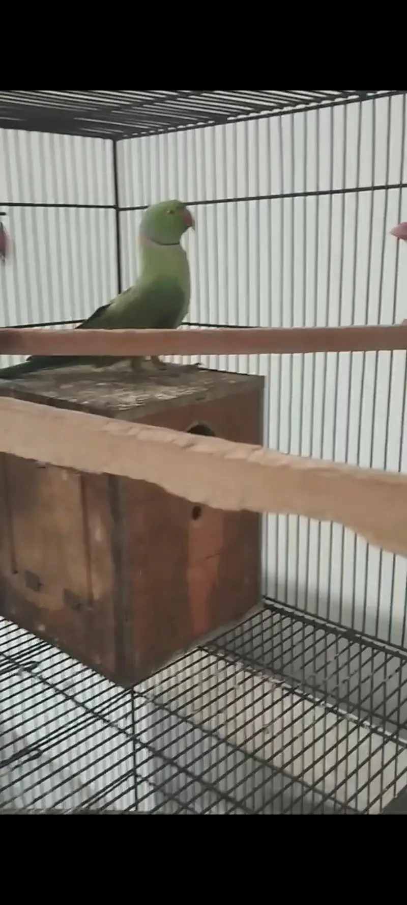 Green parrot Breeder pair for sale — photo 8