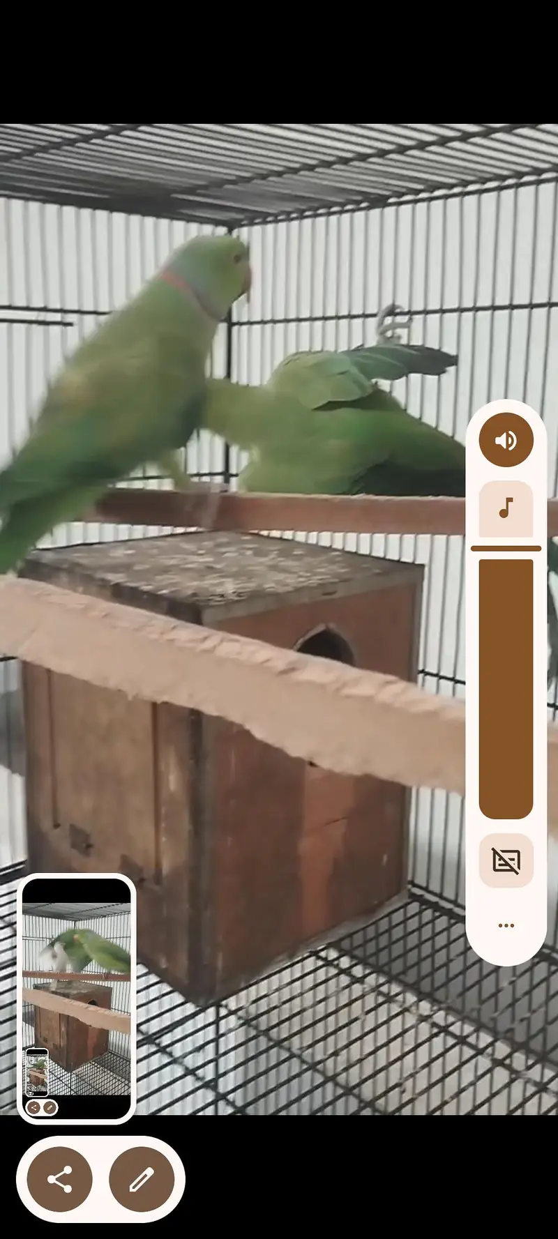 Green parrot Breeder pair for sale — photo 9