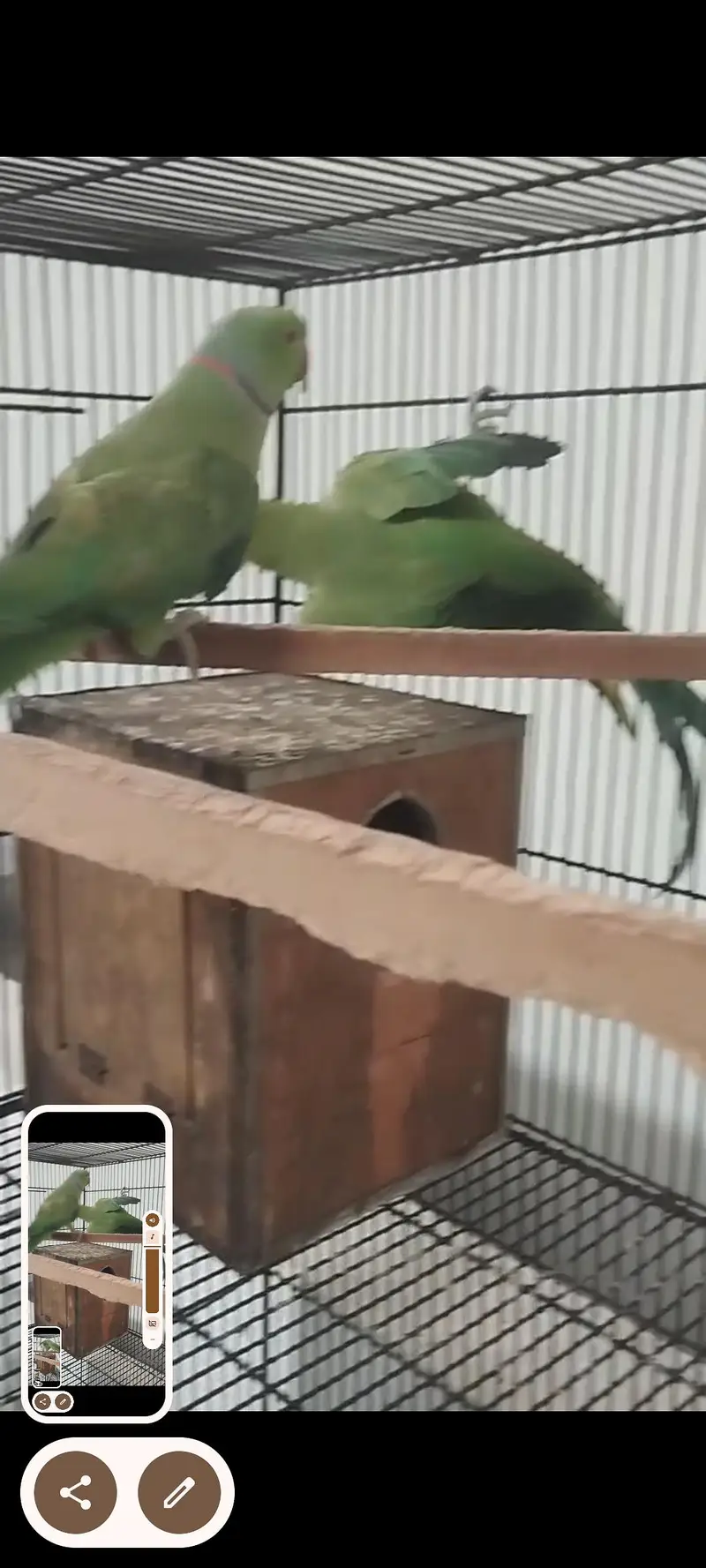 Green parrot Breeder pair for sale — photo 10