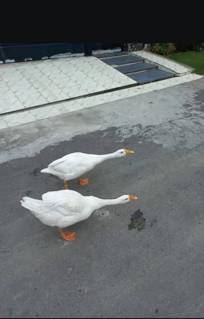 long neck duck 