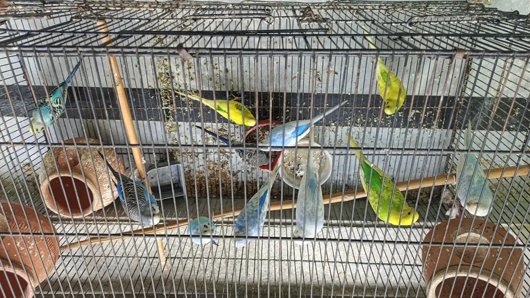 Australian parrots — photo 2