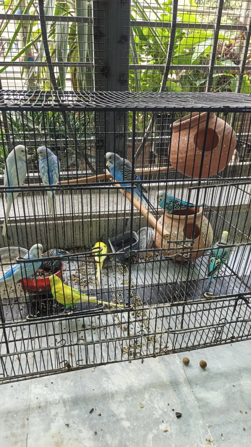 Australian parrots — photo 3
