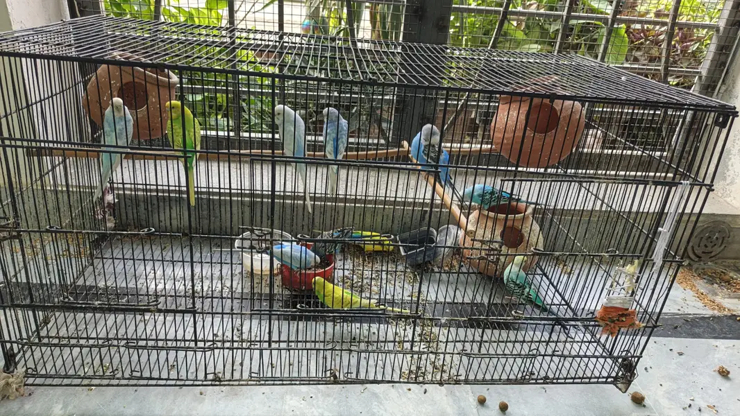 Australian parrots — photo 4