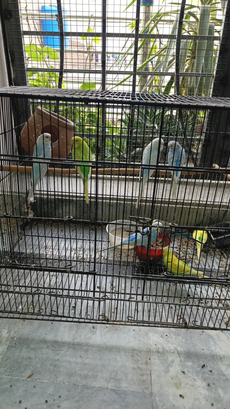 Australian parrots — photo 5