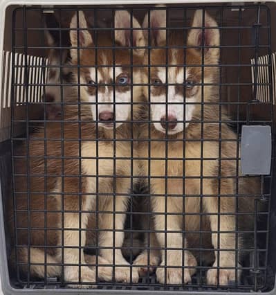 Siberian Husky puppies for sale | Lahore