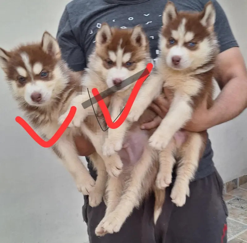 Siberian Husky puppies for sale | Lahore — photo 3