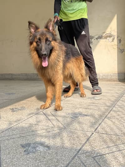 German shephard long Coat Male for sale