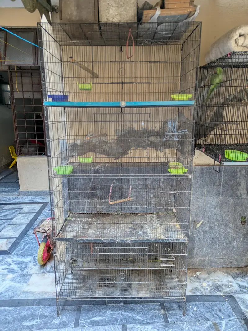 Iron Cage for Birds — photo 4