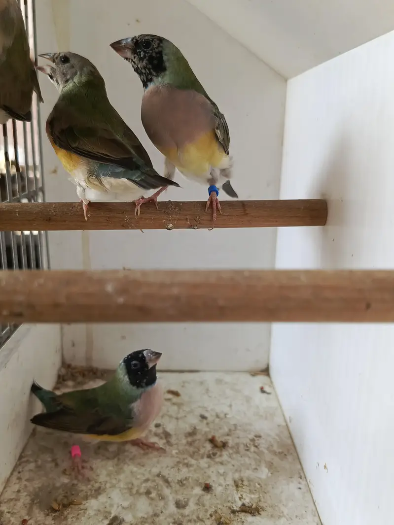 Goldian finch blue split
