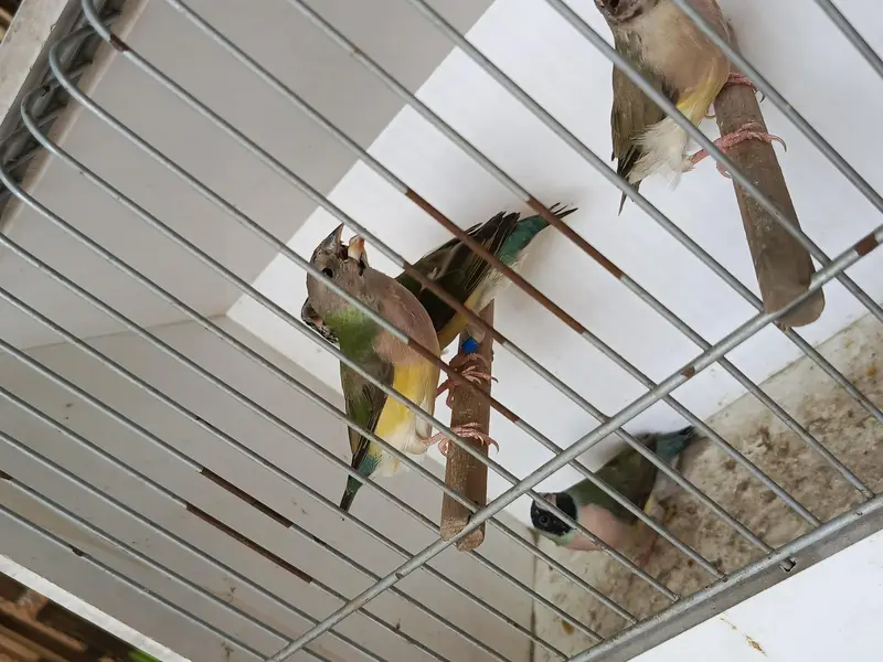 Goldian finch blue split — photo 2