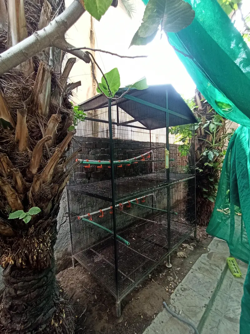 Bird/hen cage (pinjra) — photo 2