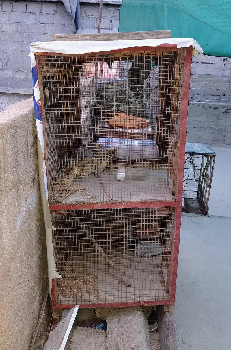 big and small cages — photo 2
