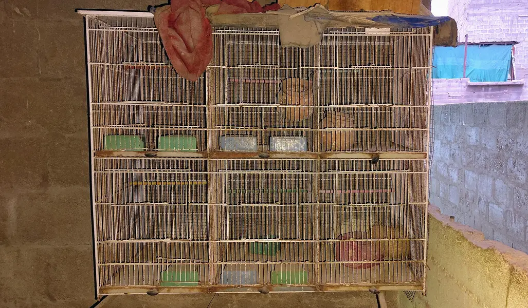 big and small cages — photo 3