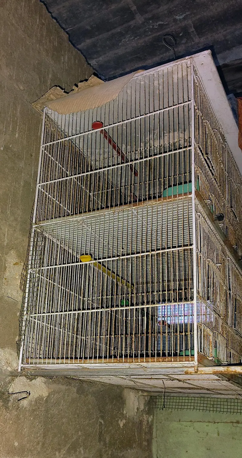 big and small cages — photo 4