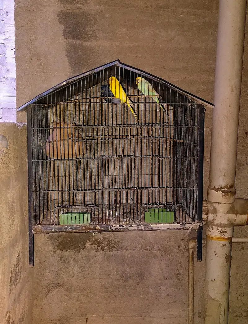 big and small cages — photo 5